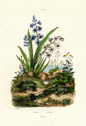 Hyacinth Flower 1833-39