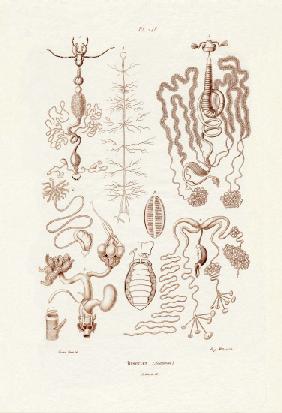 Insects 1833-39