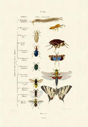 Insects 1833-39