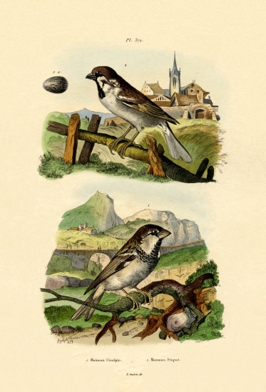 Italian Sparrow von French School, (19th century)