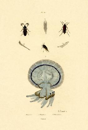 Jellyfish 1833-39