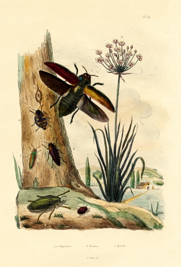 Jewel Beetles von French School, (19th century)