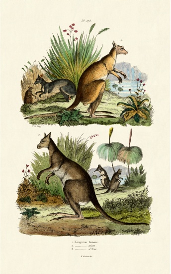 Kangaroos von French School, (19th century)