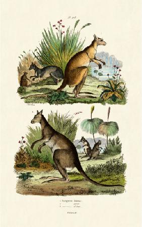 Kangaroos 1833-39