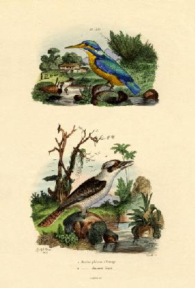 Kingfisher 1833-39