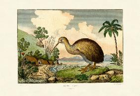 Kiwi 1833-39
