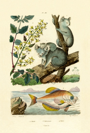 Koala von French School, (19th century)