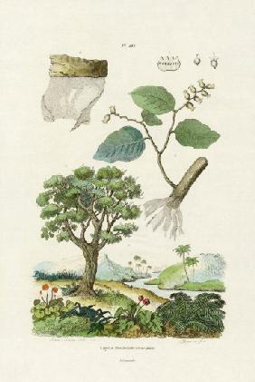 Lacebark Tree 1833-39
