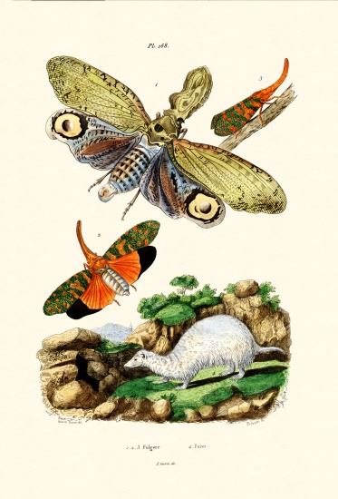 Lanternfly von French School, (19th century)
