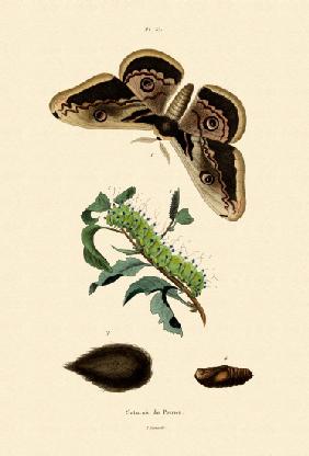 Large Emperor Moth 1833-39