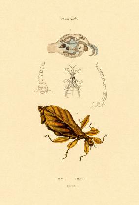 Leaf Insect 1833-39