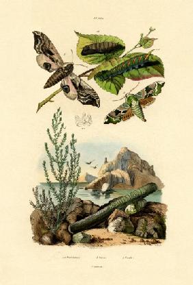 Lime Hawkmoth 1833-39