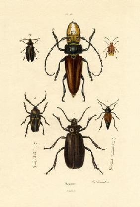 Long-horned Beetles 1833-39
