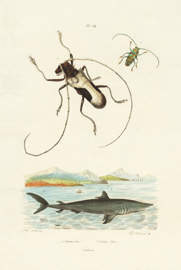 Longhorn Beetles von French School, (19th century)