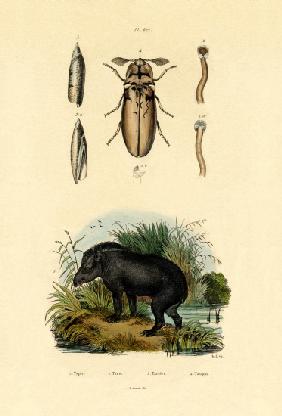 Lowland Tapir 1833-39
