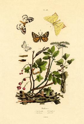Magpie Moth 1833-39