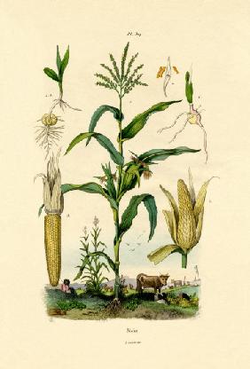 Maize 1833-39