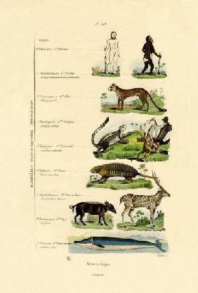 Mammalogy 1833-39