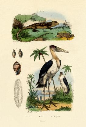 Marabou Stork 1833-39