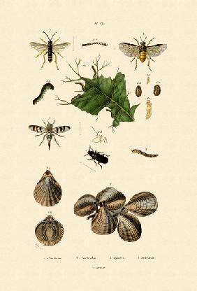 Mealworm Beetle 1833-39