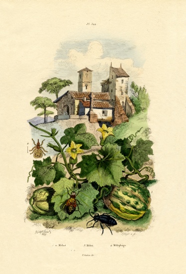 Melon von French School, (19th century)