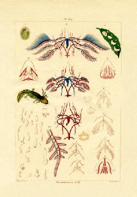 Metamorphosis 1833-39