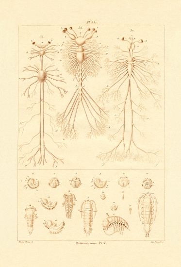 Metamorphosis von French School, (19th century)