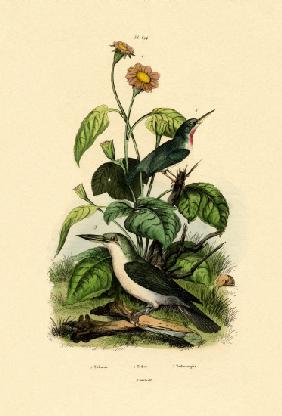 Mexican Sunflower 1833-39