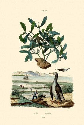 Mistletoe 1833-39