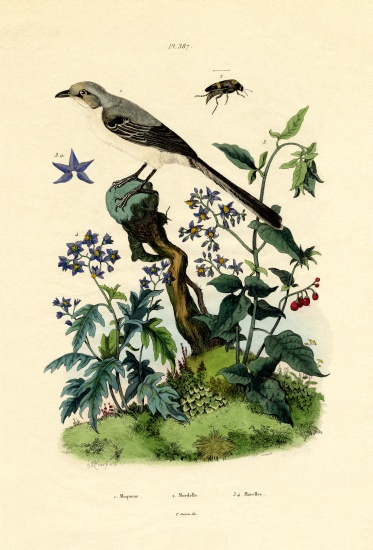 Mockingbird von French School, (19th century)