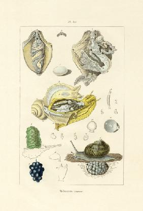 Molluscs 1833-39