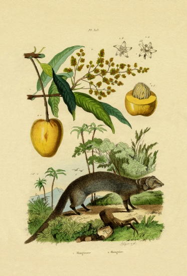 Mongoose von French School, (19th century)