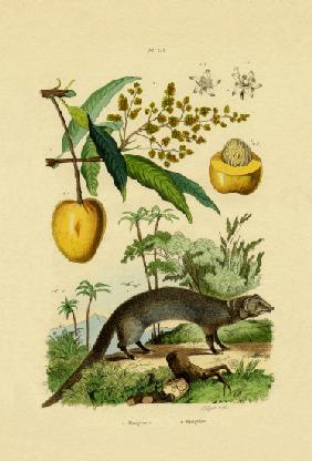 Mongoose 1833-39