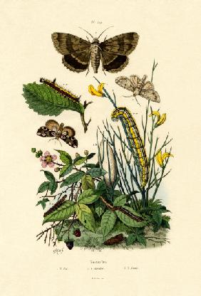 Moths 1833-39