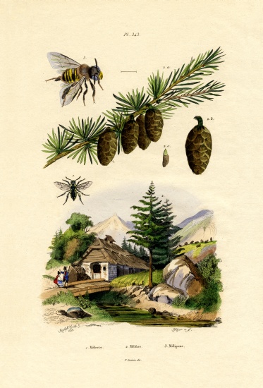 Mourning Bee von French School, (19th century)