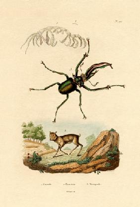 Mouse Deer 1833-39