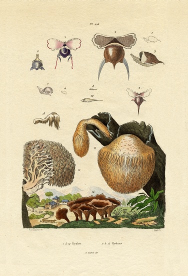Mushrooms von French School, (19th century)