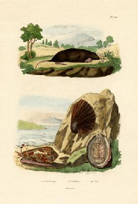 Native Mollusk 1833-39