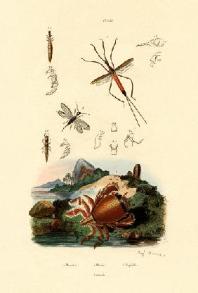Needle Bug 1833-39
