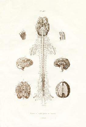 Nervous system 1833-39