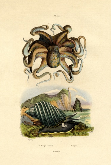 Octopus von French School, (19th century)