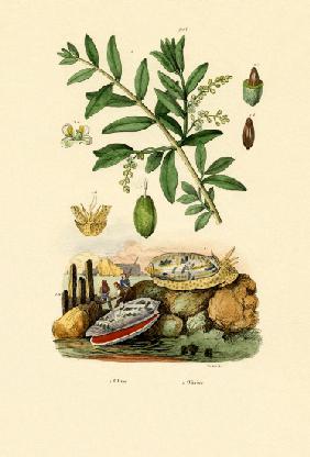 Olive Shell 1833-39