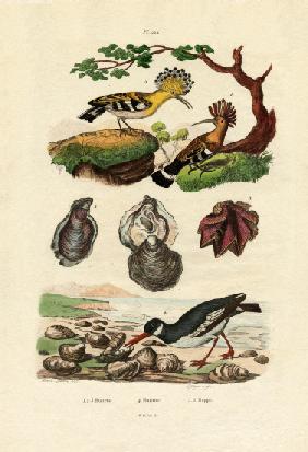 Oysters 1833-39