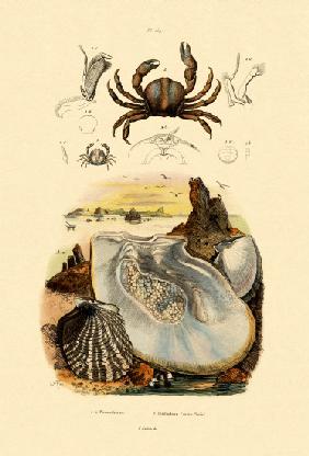 Pea Crab 1833-39