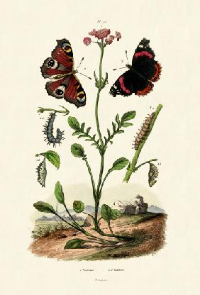 Peacock Butterfly 1833-39