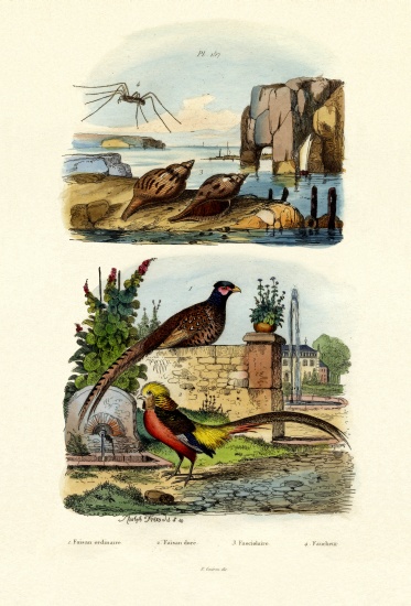 Pheasant von French School, (19th century)