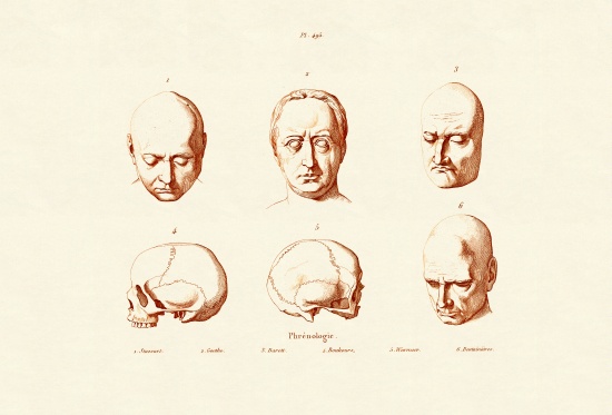Phrenology von French School, (19th century)