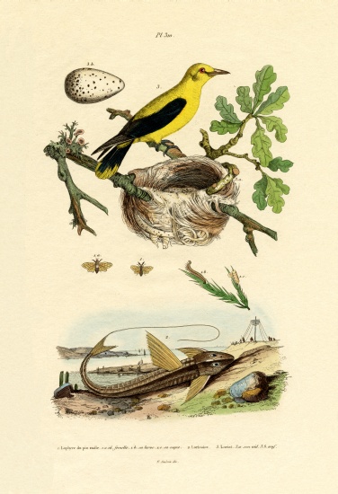 Pine Sawfly von French School, (19th century)