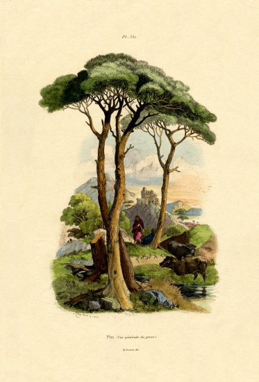 Pine Tree von French School, (19th century)
