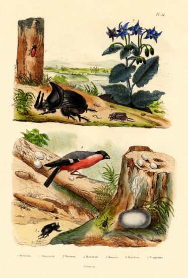 Pine Weevil von French School, (19th century)